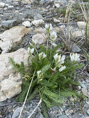 Oxytropis varlakovii