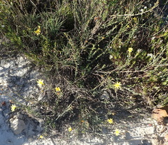 Osteospermum imbricatum