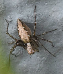 Oxyopes acleistus
