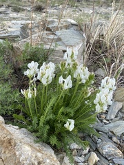 Oxytropis varlakovii