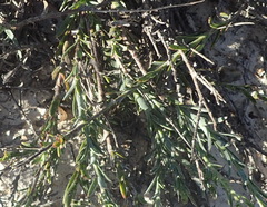 Osteospermum imbricatum