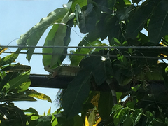 Iguana iguana