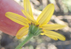 Osteospermum imbricatum