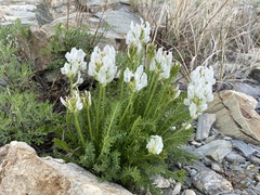 Oxytropis varlakovii