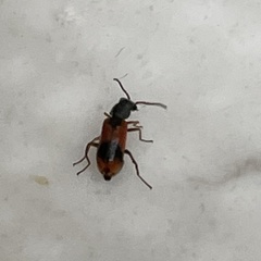 Anthocomus