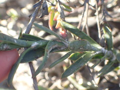 Osteospermum imbricatum
