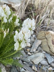 Oxytropis varlakovii