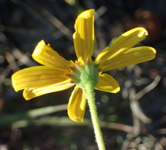 Osteospermum imbricatum