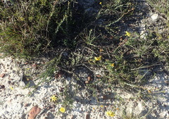 Osteospermum imbricatum