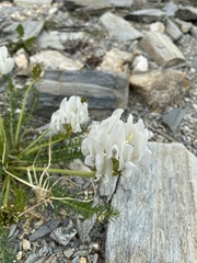 Oxytropis varlakovii