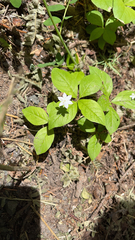 Lysimachia latifolia