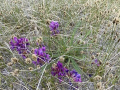 Oxytropis stukovii