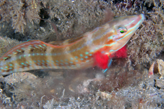 Painted Wrasse photo 2