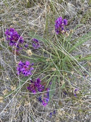 Oxytropis stukovii
