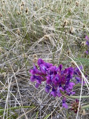Oxytropis stukovii