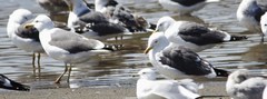 Larus fuscus graellsii