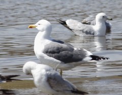 Larus fuscus graellsii