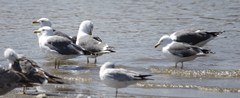 Larus fuscus graellsii