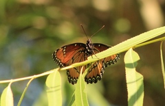 Limenitis archippus obsoleta