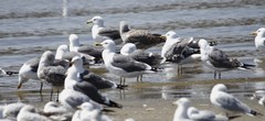 Larus fuscus graellsii