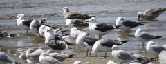 Larus fuscus graellsii