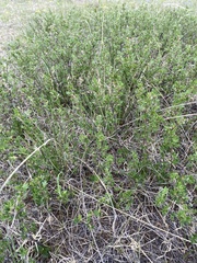 Dasiphora parvifolia