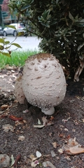 Melanoleuca verrucipes