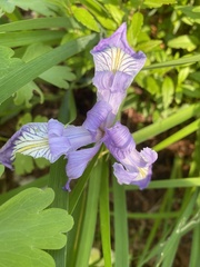 Iris tenax