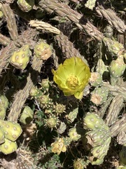 Cylindropuntia thurberi versicolor