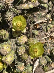 Cylindropuntia thurberi versicolor