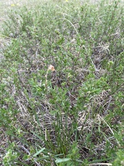 Dasiphora parvifolia