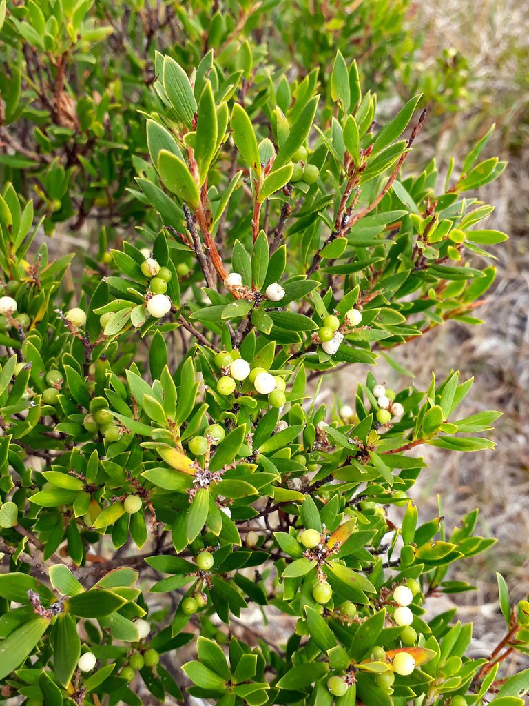 Leucopogon parviflorus, Chatham Islands, Rekohu (Chatham Island), Maunganui - Cape Pattison Dunefield, by pjd1