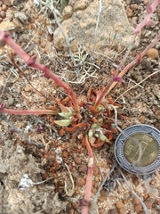 Dudleya crassifolia