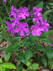 Phlox ovata