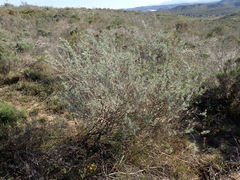 Aspalathus cinerascens