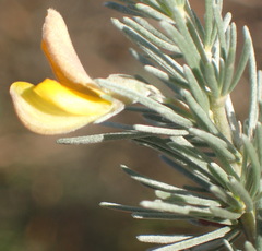 Aspalathus cinerascens