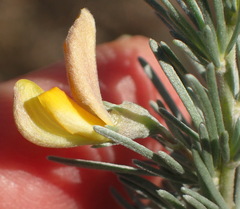 Aspalathus cinerascens