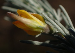 Aspalathus cinerascens