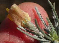 Aspalathus cinerascens