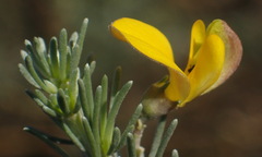 Aspalathus cinerascens