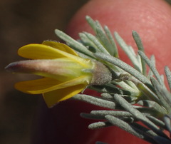 Aspalathus cinerascens