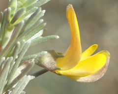 Aspalathus cinerascens