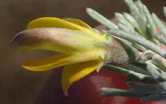 Aspalathus cinerascens