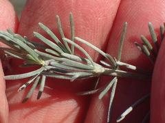 Aspalathus cinerascens