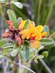 Pultenaea myrtoides