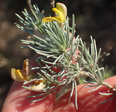 Aspalathus cinerascens