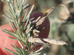 Aspalathus cinerascens