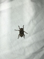 Leptostylus transversus