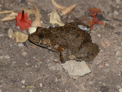 Hoplobatrachus occipitalis