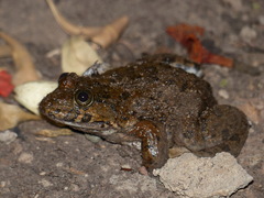 Hoplobatrachus occipitalis